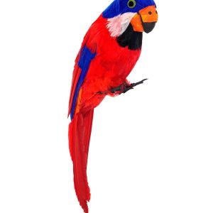 Finto pappagallo di piume