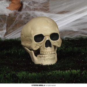 Teschio 20 cm con mandibola movibile