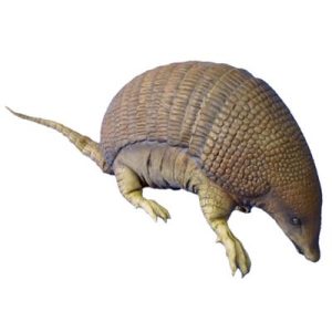 Animale Armadillo della famiglia Adams