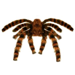 Tarantola pelosa gigante modellabile 65 cm
