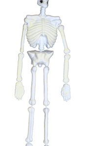Scheletro 90 cm